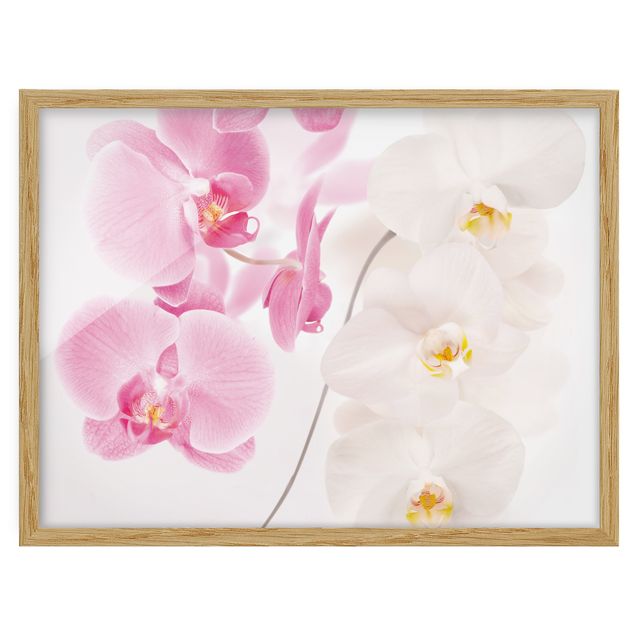 Framed poster - Delicate Orchids