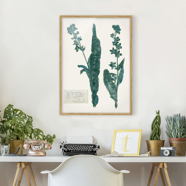 Framed poster - Pressed Flowers - Hound's Tongue
