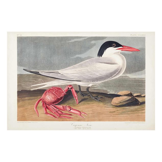 Glass print - Vintage Board Sandwich Tern
