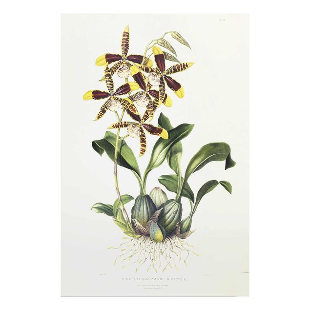 Glass print - Maxim Gauci - Orchid II
