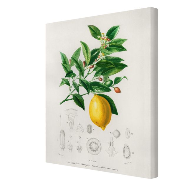 Print on canvas - Botany Vintage Illustration Of Lemon