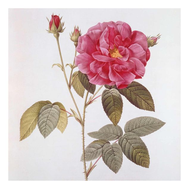 Glass print - Pierre Joseph Redoute - Apothecary's Rose