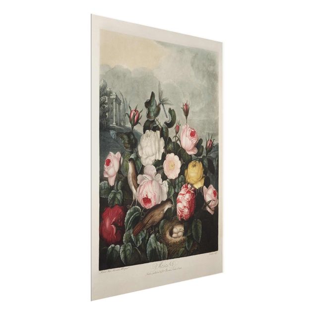 Glass print - Botany Vintage Illustration Of Roses