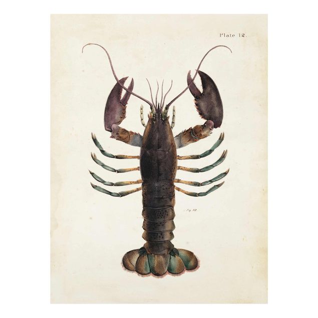 Glass print - Vintage Illustration Lobster