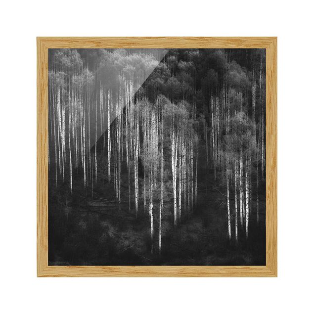 Framed poster - Birch Forest In Aspen