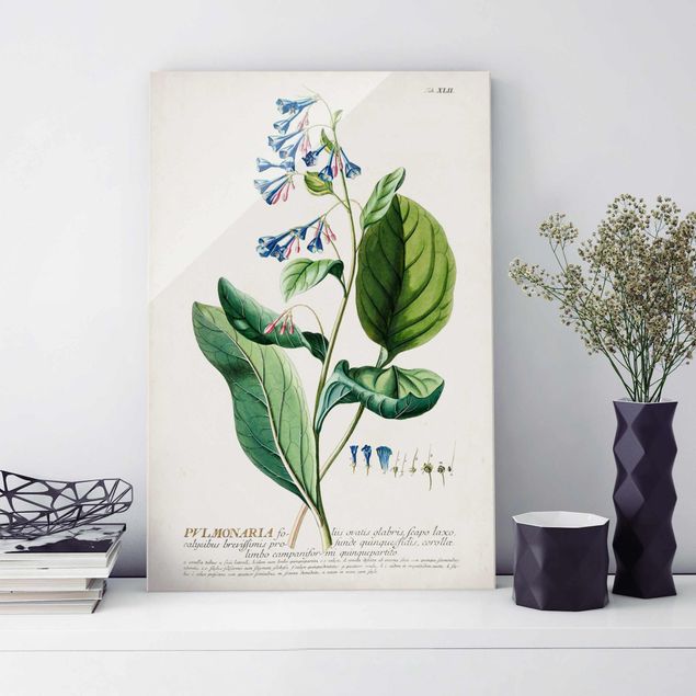 Magnettafel Glas Vintage Botanical Illustration Lungwort