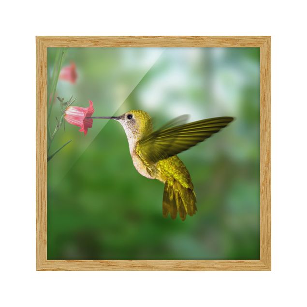 Framed poster - Hummingbird And Flower