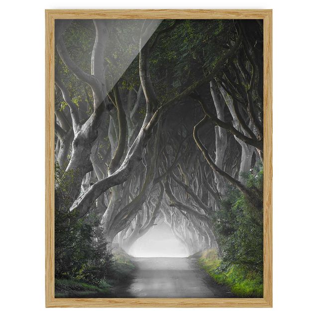 Framed poster - Forest In Northern Ireland