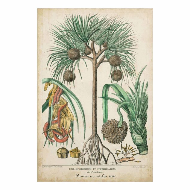 Glass print - Vintage Board Exotic Palms I