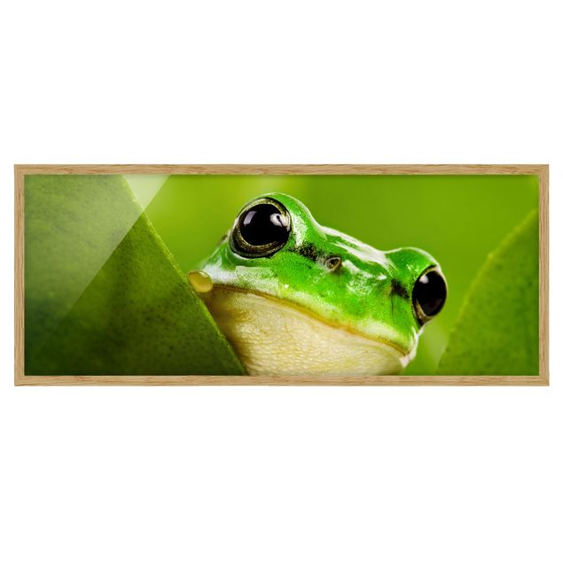 Framed poster - Frog