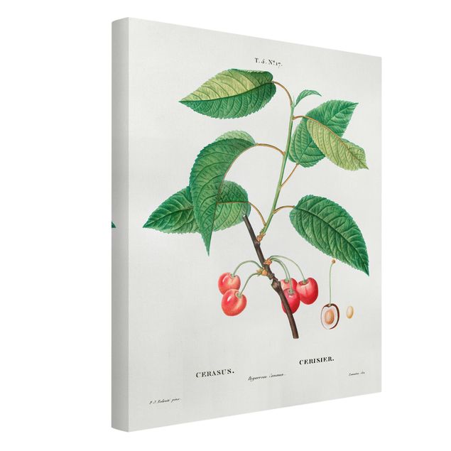 Print on canvas - Botany Vintage Illustration Red Cherries