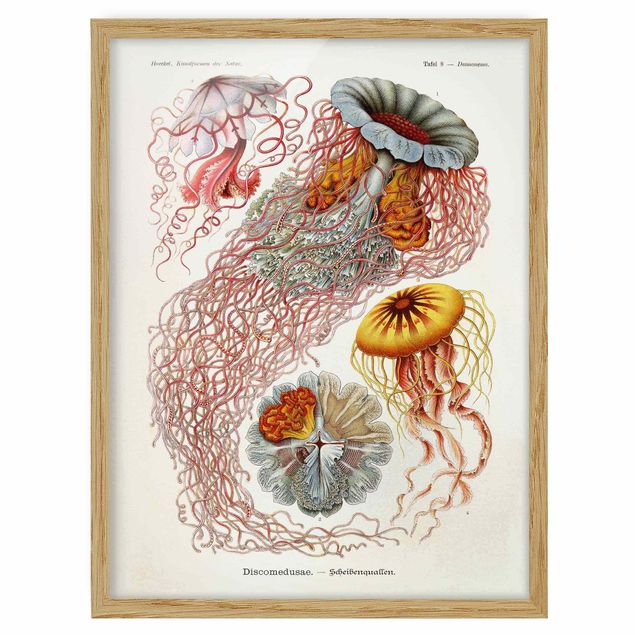 Framed poster - Vintage Board Jellyfish