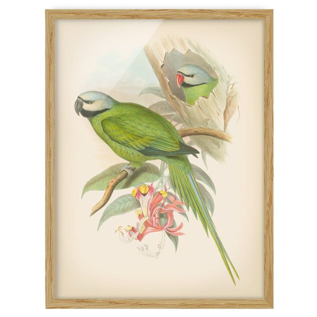 Framed poster - Vintage Illustration Tropical Birds II