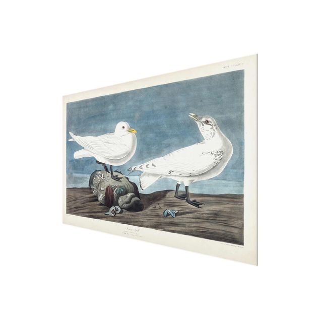 Glass print - Vintage Board Ivory Gull