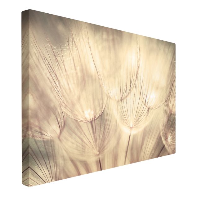 Print on canvas - Dandelions Close-Up In Cozy Sepia Tones