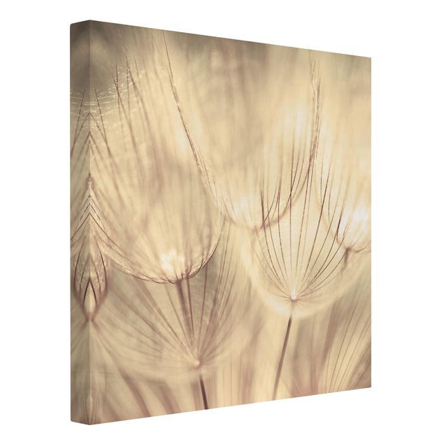 Print on canvas - Dandelions Close-Up In Cozy Sepia Tones