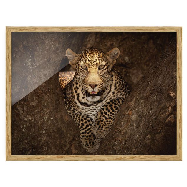 Framed poster - Leopard Resting On A Tree