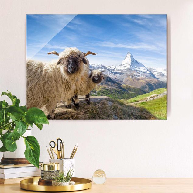 Glas Magnetboard Blacknose Sheep Of Zermatt