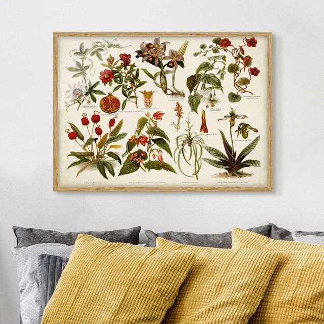 Framed poster - Vintage Board Tropical Botany II