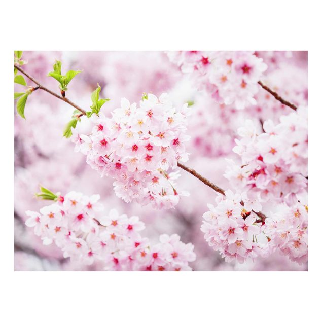 Glass print - Japanese Cherry Blossoms