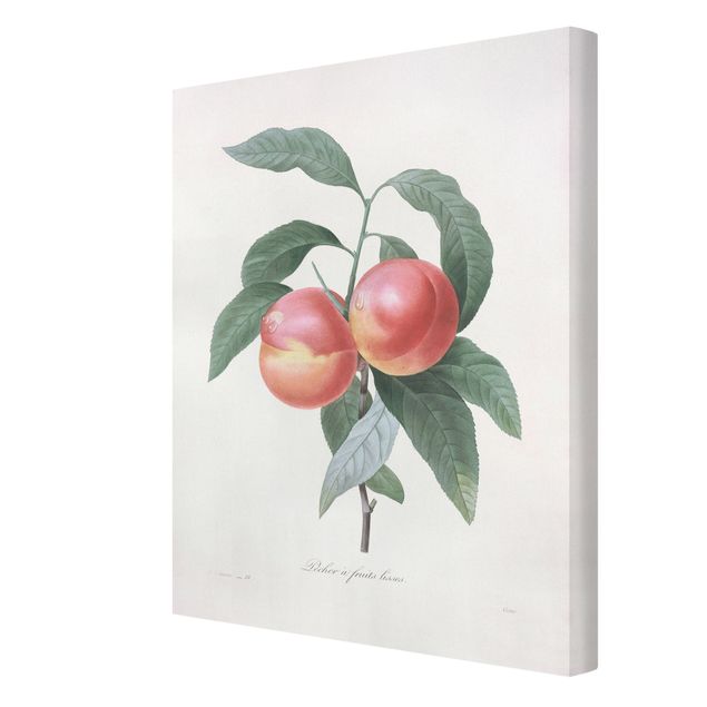 Print on canvas - Botany Vintage Illustration Peach