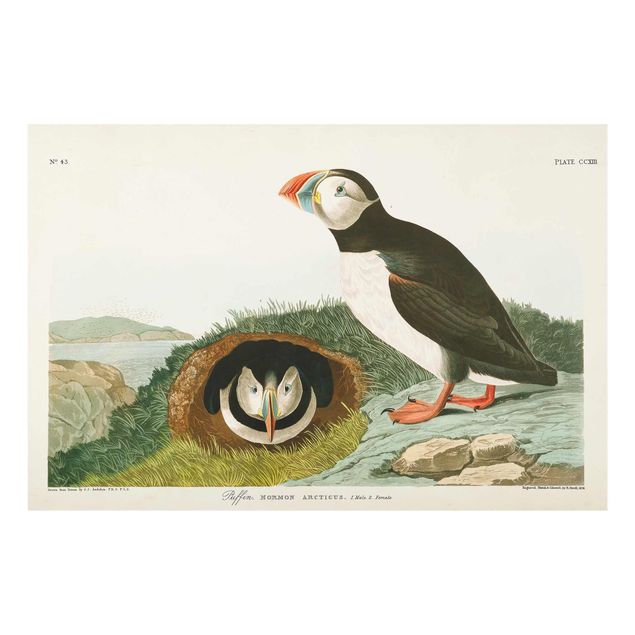Glass print - Vintage Board Puffins