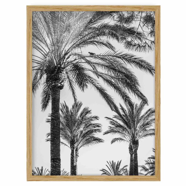 Framed poster - Palm Trees At Sunset Black And White
