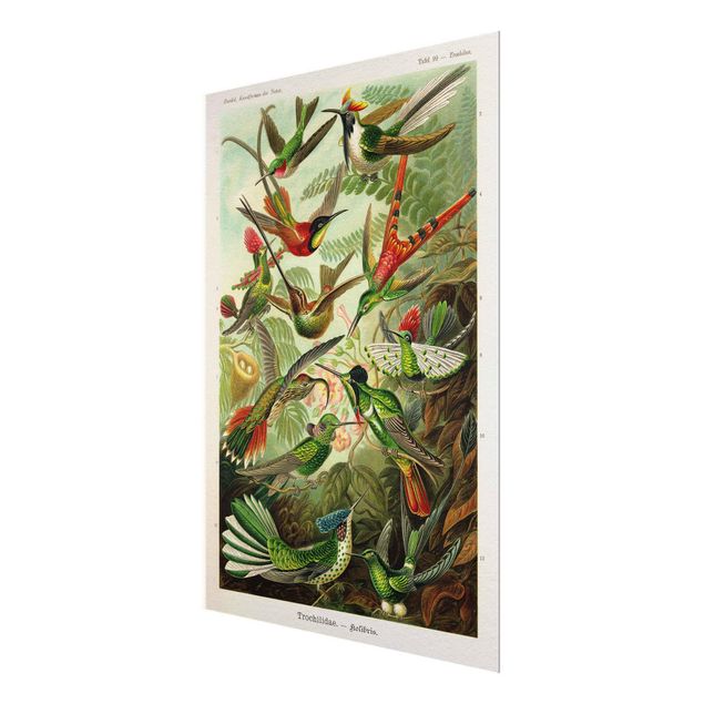 Glass print - Vintage Board Hummingbirds
