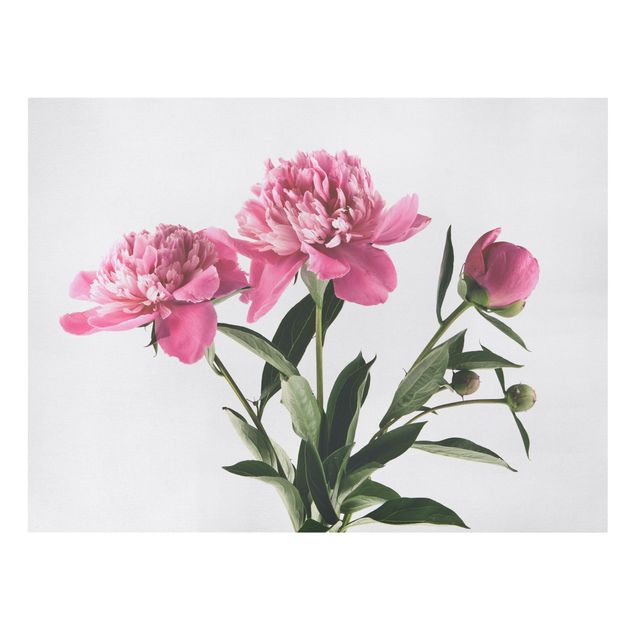 Canvas print - Pink Flowers And Buds On White