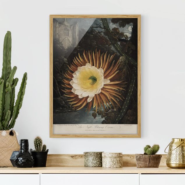 Framed poster - Botany Vintage Illustration Cactus Flower