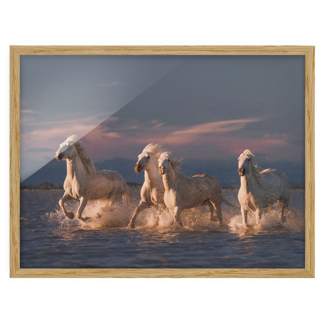Framed poster - Wild Horses In Kamargue