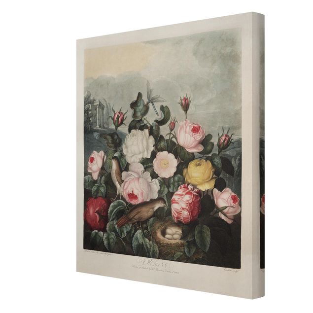 Print on canvas - Botany Vintage Illustration Of Roses