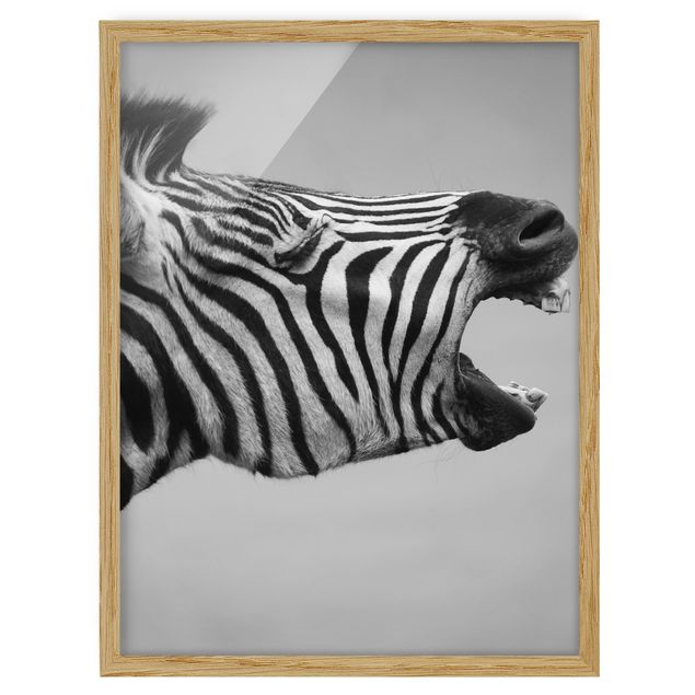 Framed poster - Roaring Zebra ll
