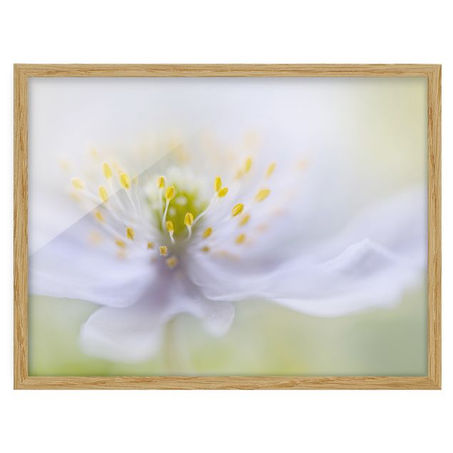 Framed poster - Anemone Beauty