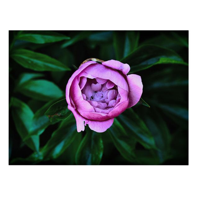 Canvas print - Purple Peonies Blossoms In Front Of Leaves