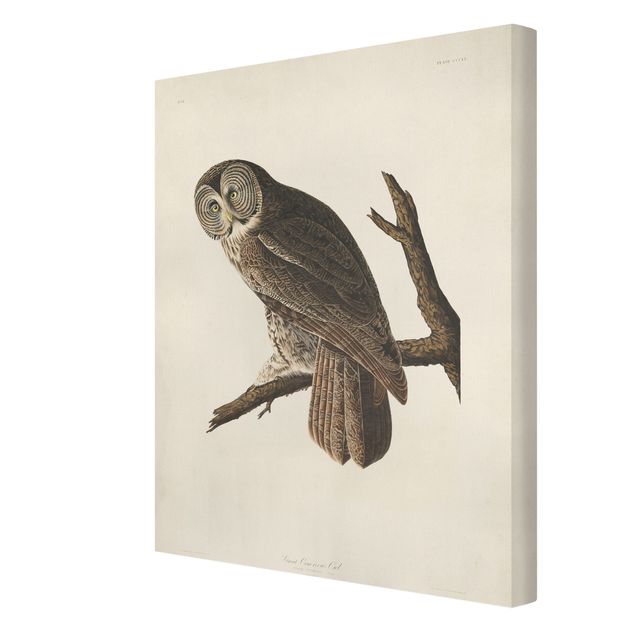 Print on canvas - Vintage Board Great Owl