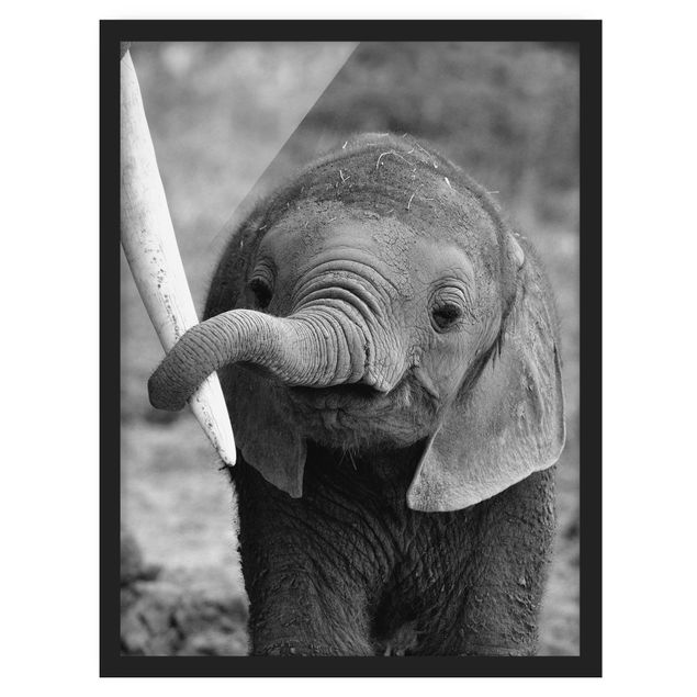 Framed poster - Baby Elephant