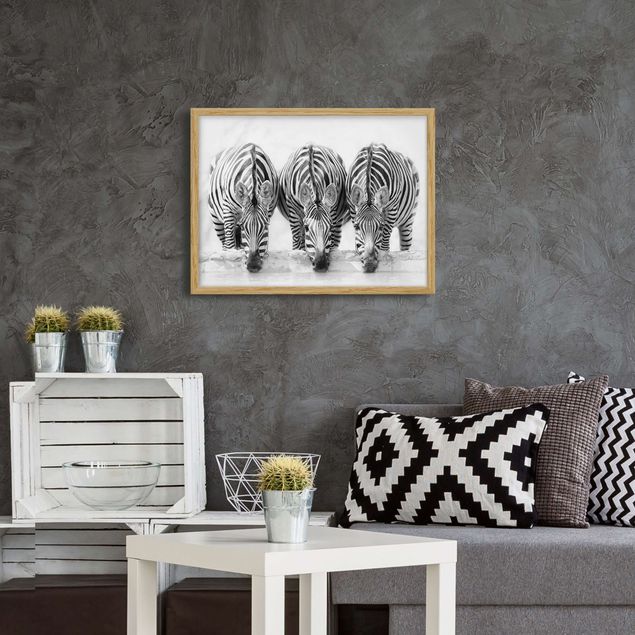 Framed poster - Zebra Trio In Black And White