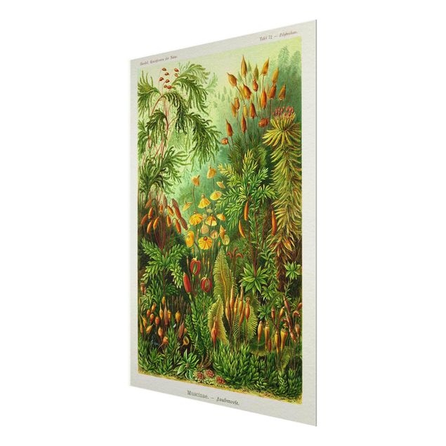 Glass print - Vintage Board Moss