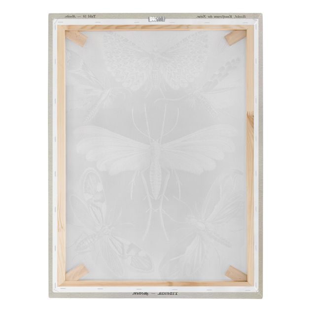 Print on canvas - Vintage Board Moths And Butterflies