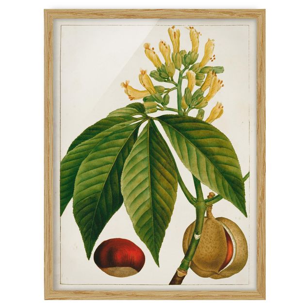 Framed poster - Tableau Leaf Flower Fruit VI