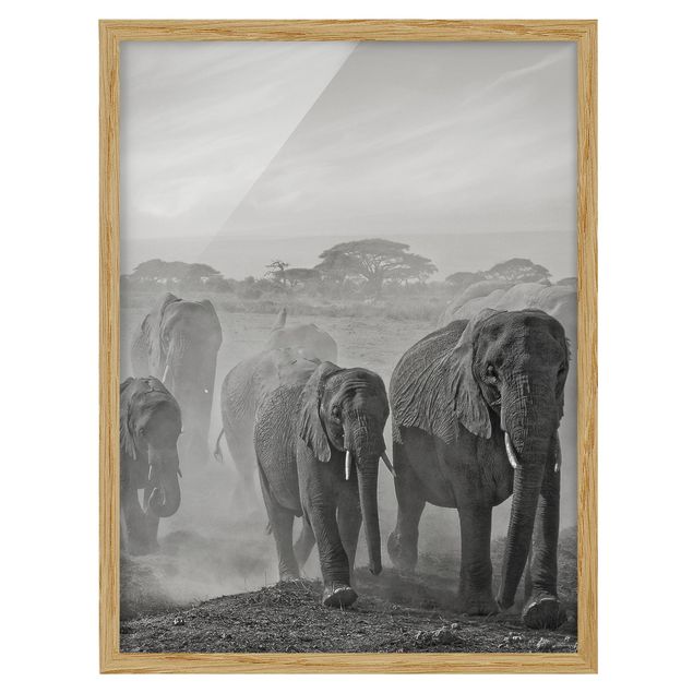 Framed poster - Herd Of Elephants