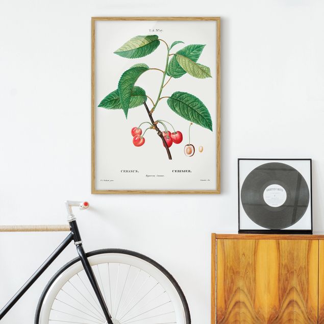 Framed poster - Botany Vintage Illustration Red Cherries