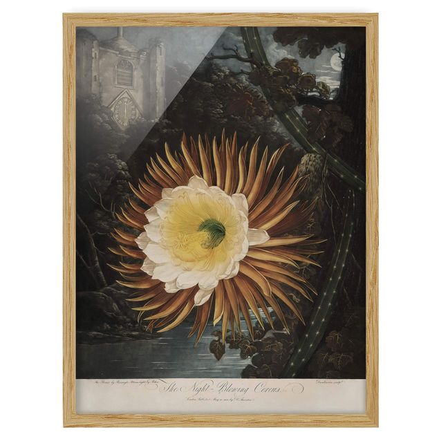 Framed poster - Botany Vintage Illustration Cactus Flower