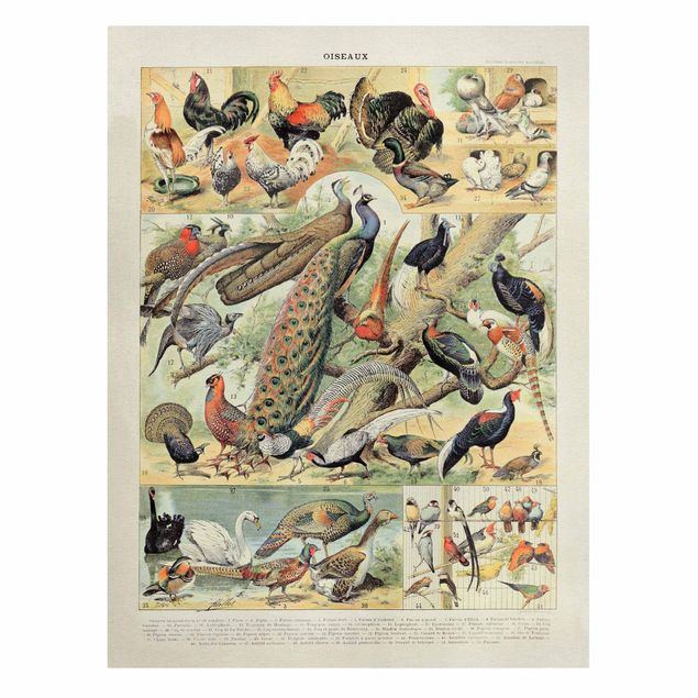 Print on canvas - Vintage Board European Birds