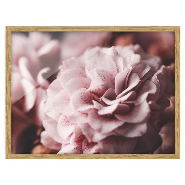 Framed poster - Shabby Light Pink Rose Pastel