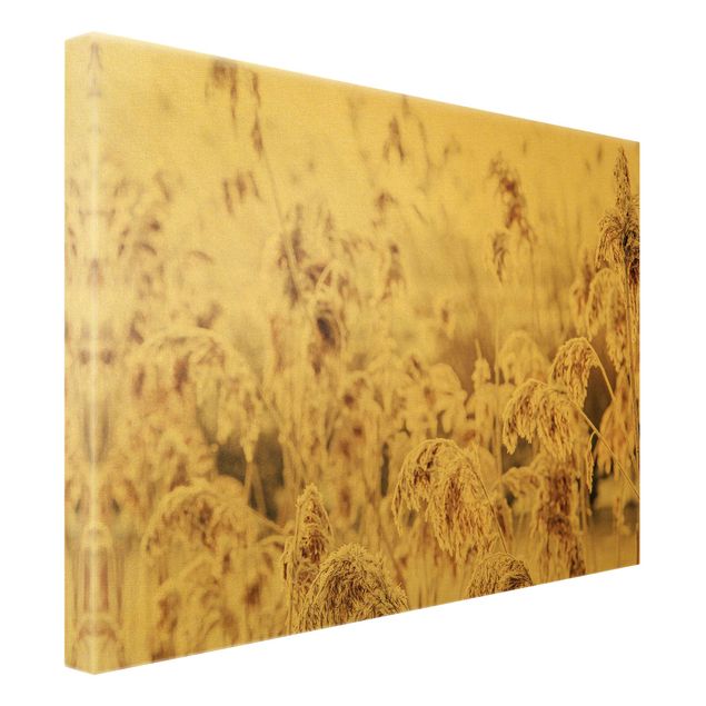 Canvas print gold - An Ocean Of Sunlit Reed