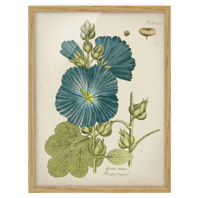 Framed poster - Vintage Botany In Blue Rose Poplar