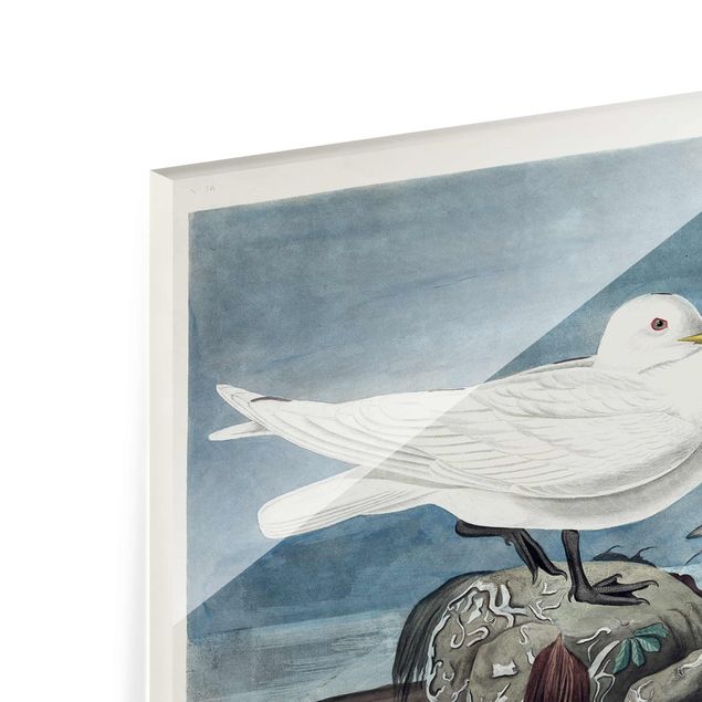 Glass print - Vintage Board Ivory Gull