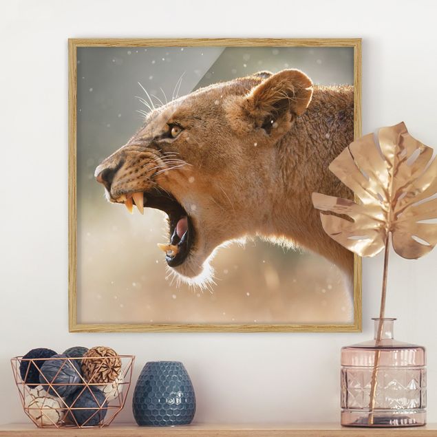 Framed poster - Lioness on the hunt